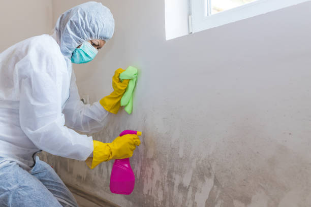 Environmental Consulting for Mold Prevention in Greenwood, PA